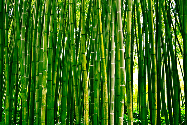 SCENERY Bamboo`BM 32